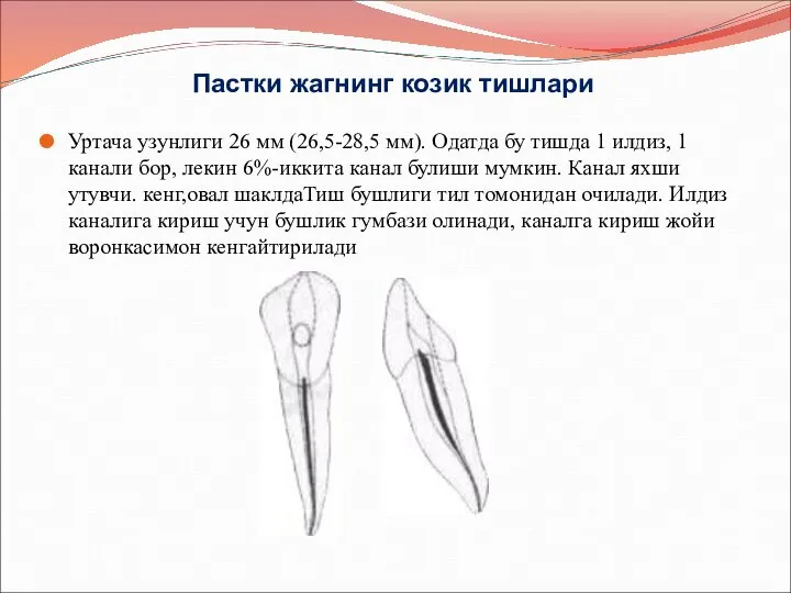 Пастки жагнинг козик тишлари Уртача узунлиги 26 мм (26,5-28,5 мм). Одатда бу