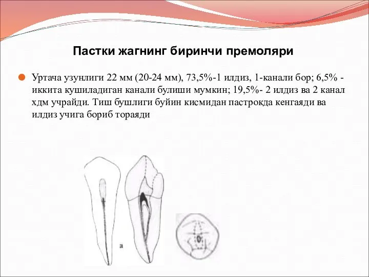 Пастки жагнинг биринчи премоляри Уртача узунлиги 22 мм (20-24 мм), 73,5%-1 илдиз,