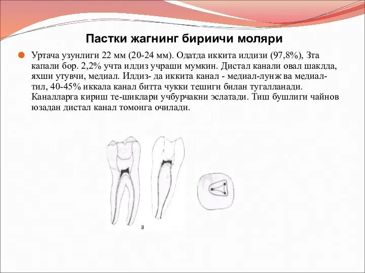 Пастки жагнинг бириичи моляри Уртача узунлиги 22 мм (20-24 мм). Одатда иккита