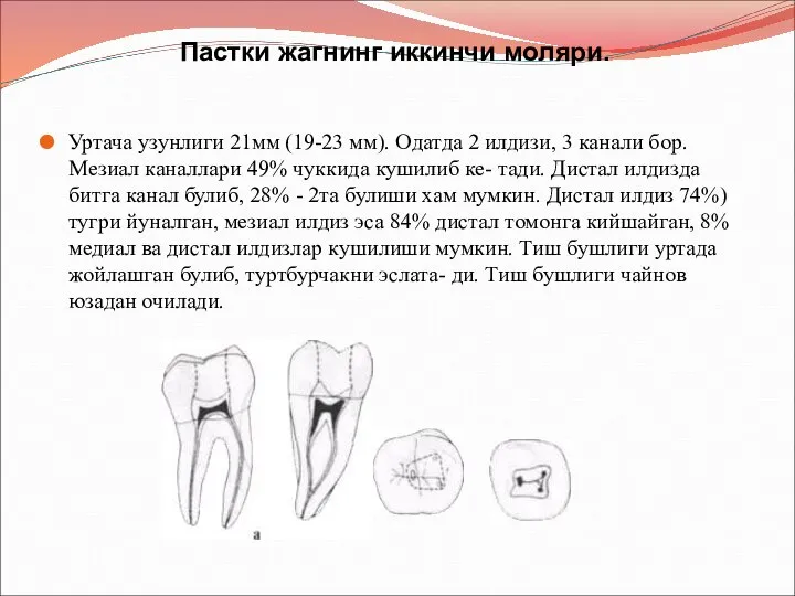 Пастки жагнинг иккинчи моляри. Уртача узунлиги 21мм (19-23 мм). Одатда 2 илдизи,