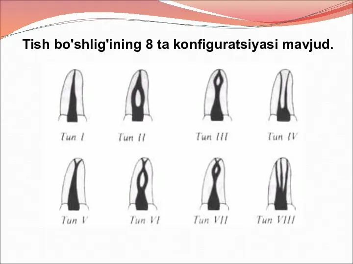 Tish bo'shlig'ining 8 ta konfiguratsiyasi mavjud.
