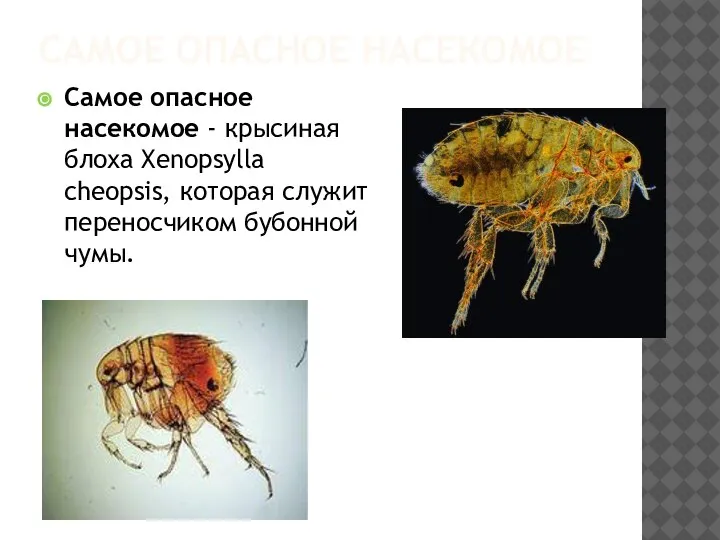 САМОЕ ОПАСНОЕ НАСЕКОМОЕ Самое опасное насекомое - крысиная блоха Xenopsylla cheopsis, которая служит переносчиком бубонной чумы.