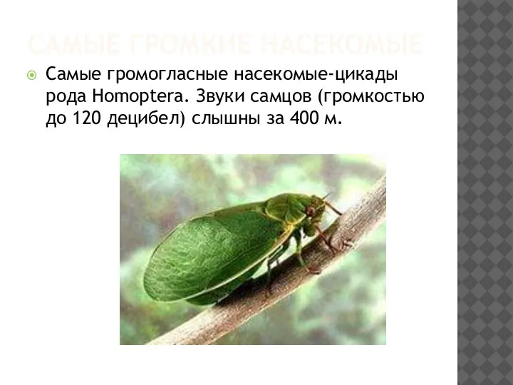 САМЫЕ ГРОМКИЕ НАСЕКОМЫЕ Самые громогласные насекомые-цикады рода Нomoptera. Звуки самцов (громкостью до