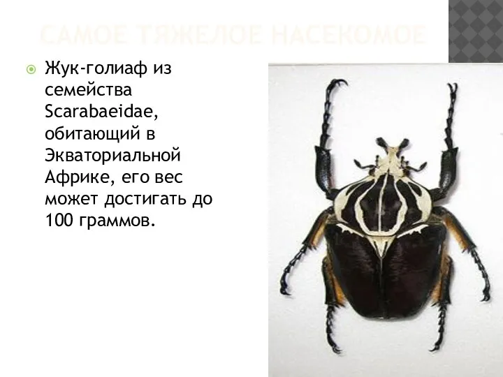 САМОЕ ТЯЖЕЛОЕ НАСЕКОМОЕ Жук-голиаф из семейства Scarabaeidae, обитающий в Экваториальной Африке, его