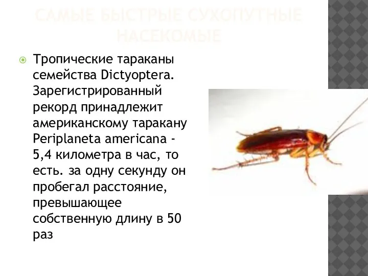 САМЫЕ БЫСТРЫЕ СУХОПУТНЫЕ НАСЕКОМЫЕ Тропические тараканы семейства Dictyoptera. Зарегистрированный рекорд принадлежит американскому