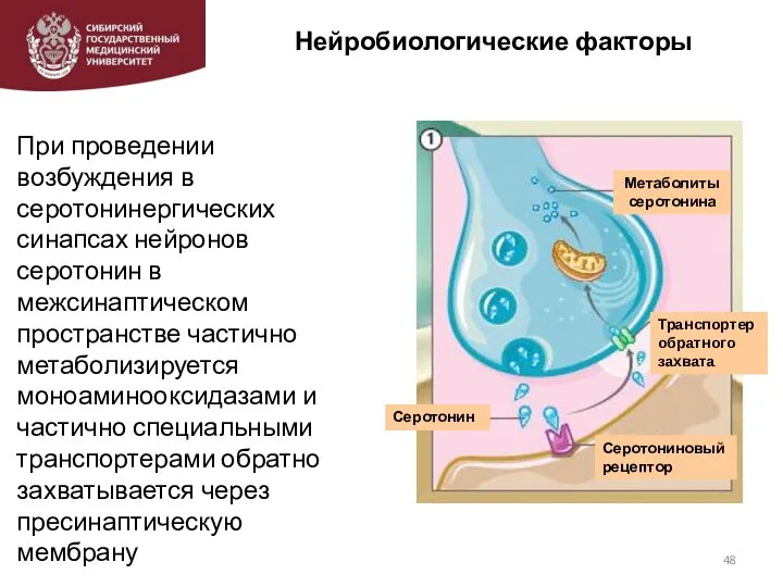 Нейробиологические факторы При проведении возбуждения в серотонинергических синапсах нейронов серотонин в межсинаптическом