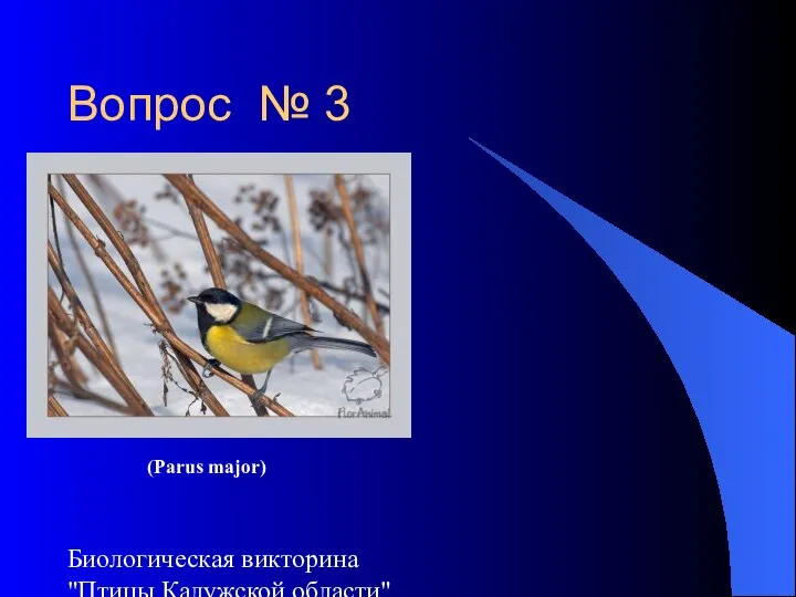 Биологическая викторина "Птицы Калужской области" Вопрос № 3 (Parus major)