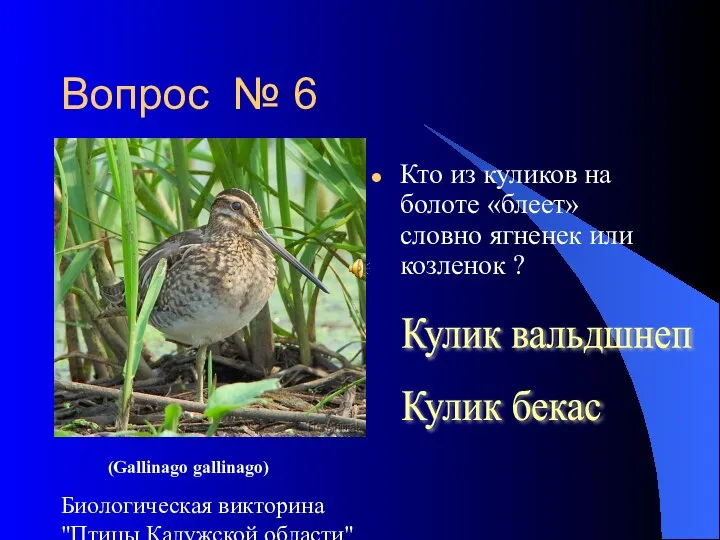 Биологическая викторина "Птицы Калужской области" Вопрос № 6 Кто из куликов на