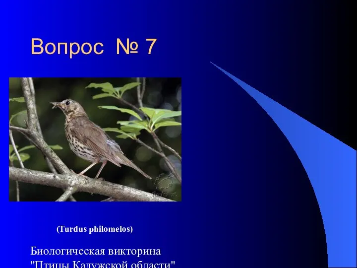Биологическая викторина "Птицы Калужской области" Вопрос № 7 (Turdus philomelos)