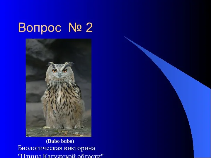 Биологическая викторина "Птицы Калужской области" Вопрос № 2 (Bubo bubo)