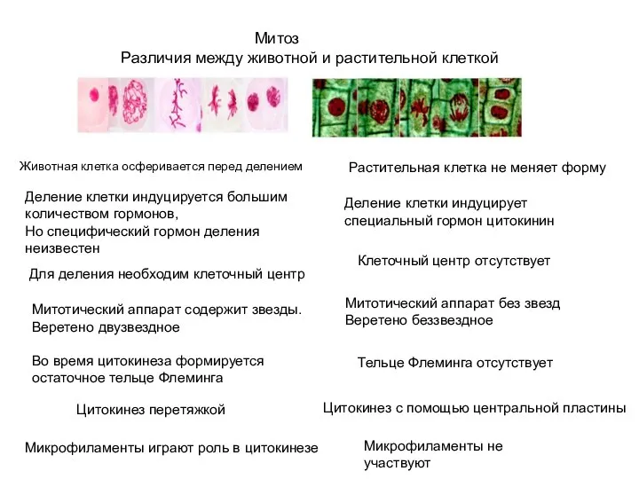 Различия между животной и растительной клеткой Митоз Животная клетка осферивается перед делением
