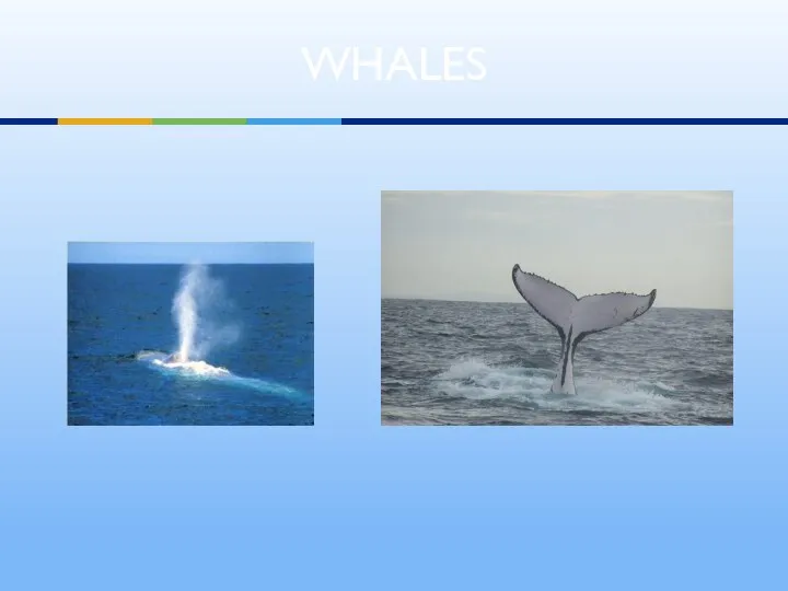 WHALES