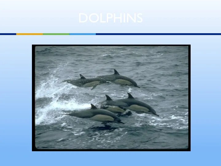 DOLPHINS