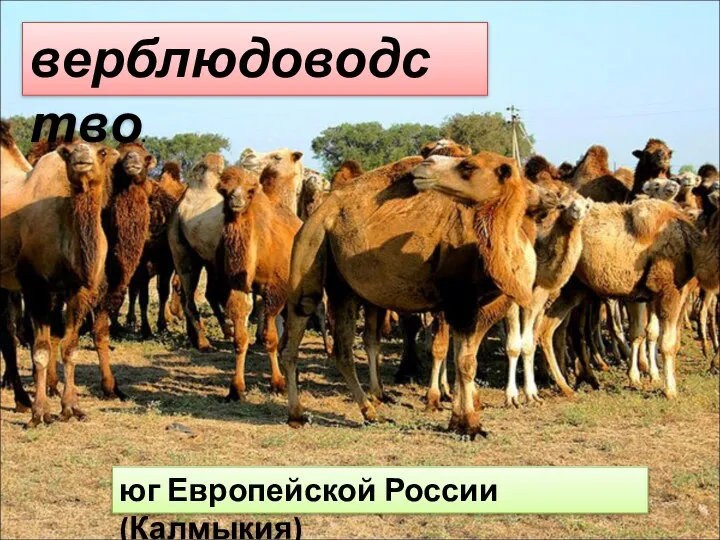 верблюдоводство. юг Европейской России (Калмыкия)
