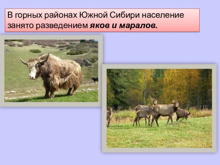В горных районах Южной Сибири население занято разведением яков и маралов.