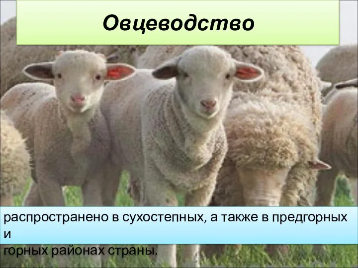Овцеводство распространено в сухостепных, а также в предгорных и горных районах страны.