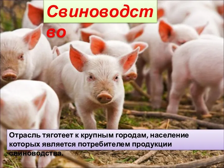 Свиноводство Отрасль тяготеет к крупным городам, население которых является потребителем продукции свиноводства.