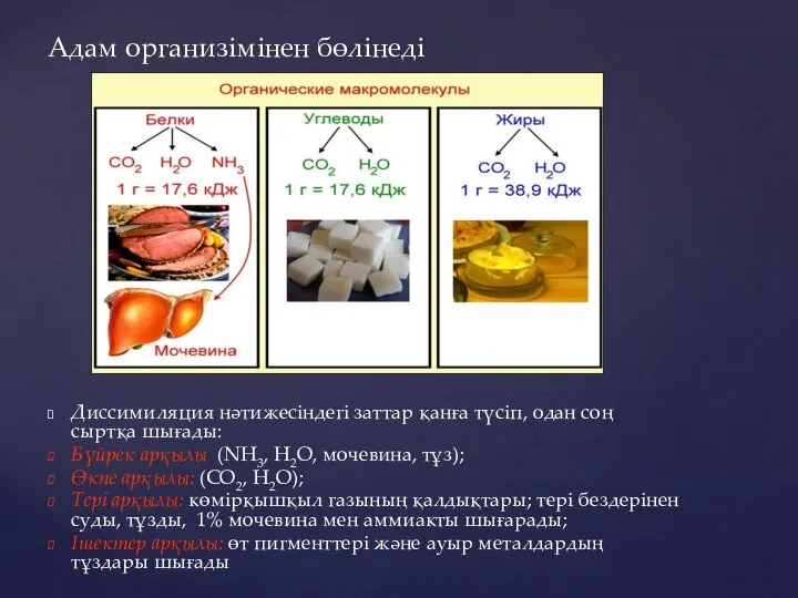 Диссимиляция нәтижесіндегі заттар қанға түсіп, одан соң сыртқа шығады: Бүйрек арқылы (NH3,