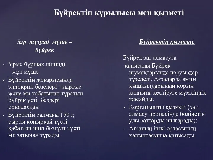 Бүйректің құрылысы мен қызметі Зәр түзуші мүше – бүйрек Үрме бұршақ пішінді