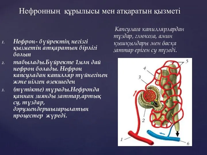 Нефрон- бүйректің негізгі қызметін атқаратын бірлігі болып табылады.Бүйректе 1млн дай нефрон болады.