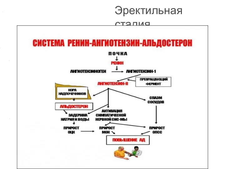 Эректильная стадия