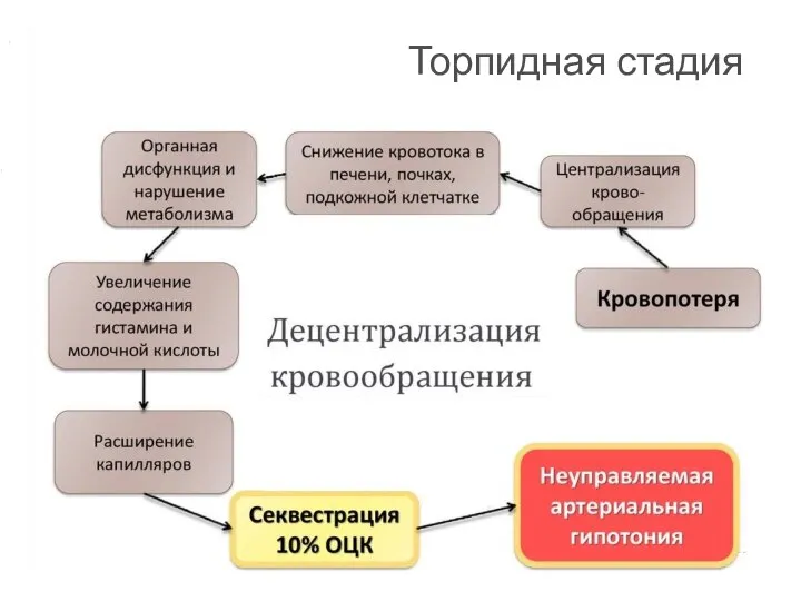 Торпидная стадия