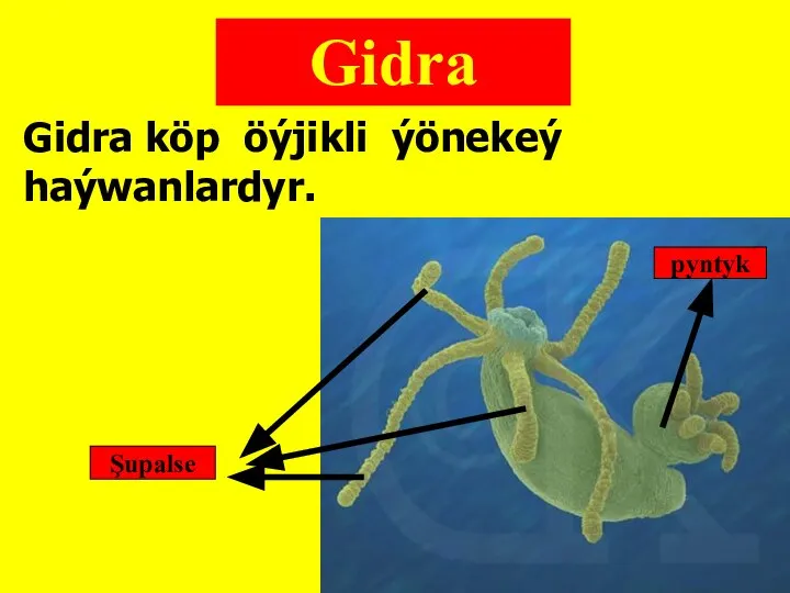 Hydra Gidra Gidra köp öýjikli ýönekeý haýwanlardyr. Şupalse pyntyk