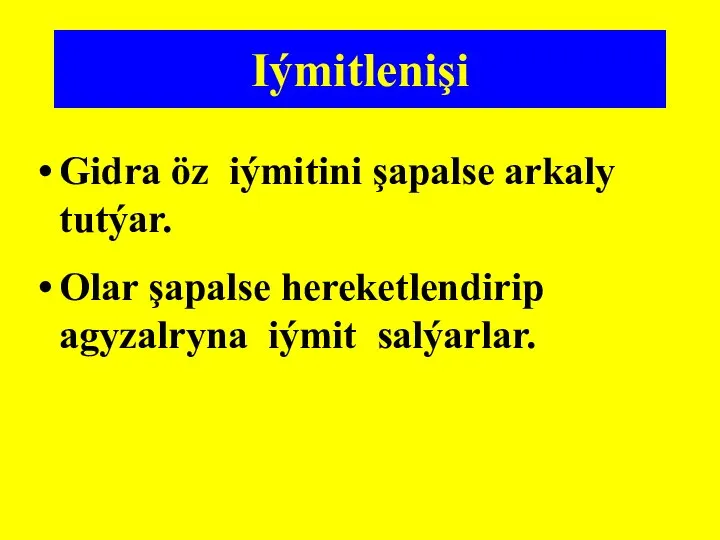 Iýmitlenişi Gidra öz iýmitini şapalse arkaly tutýar. Olar şapalse hereketlendirip agyzalryna iýmit salýarlar.