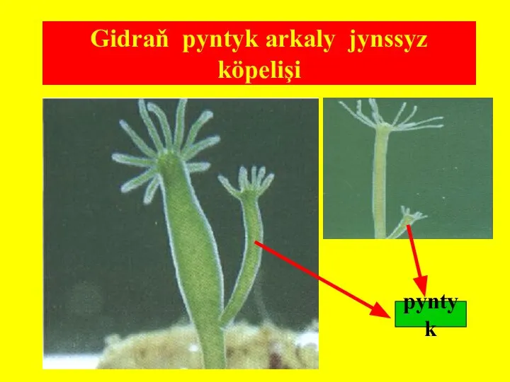 Gidraň pyntyk arkaly jynssyz köpelişi pyntyk