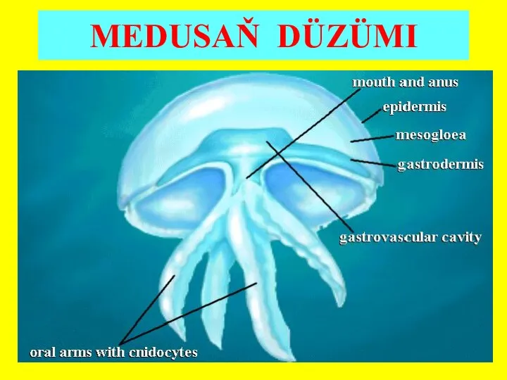 MEDUSAŇ DÜZÜMI