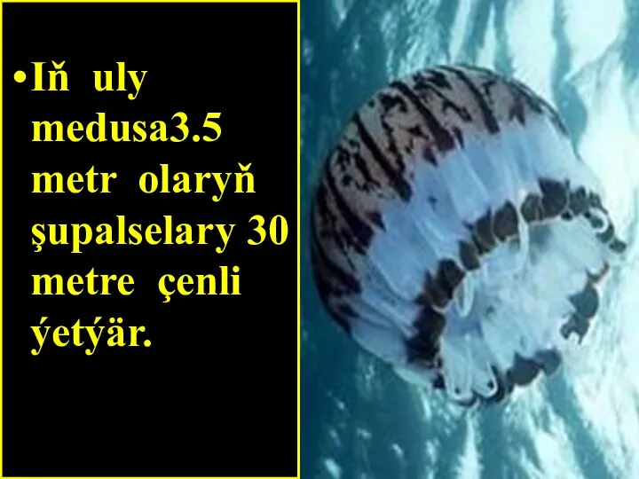 Iň uly medusa3.5 metr olaryň şupalselary 30 metre çenli ýetýär.