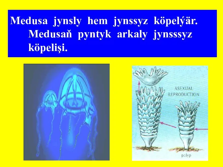 Medusa jynsly hem jynssyz köpelýär. Medusaň pyntyk arkaly jynsssyz köpelişi.