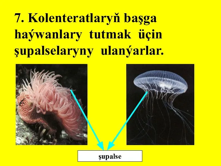 7. Kolenteratlaryň başga haýwanlary tutmak üçin şupalselaryny ulanýarlar. şupalse