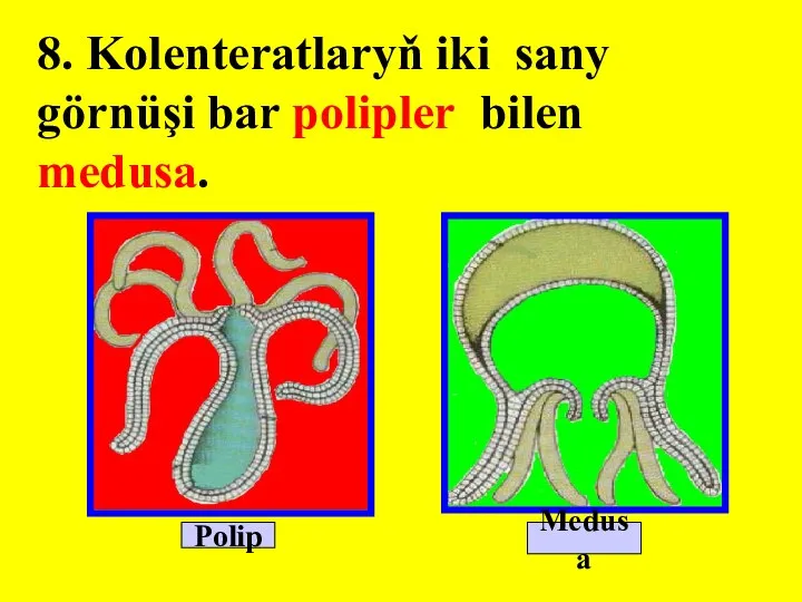 8. Kolenteratlaryň iki sany görnüşi bar polipler bilen medusa. Polip Medusa