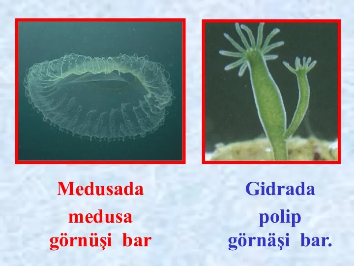 Gidrada polip görnäşi bar. Medusada medusa görnüşi bar
