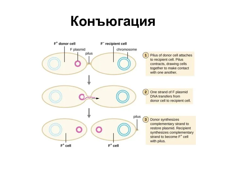 Конъюгация