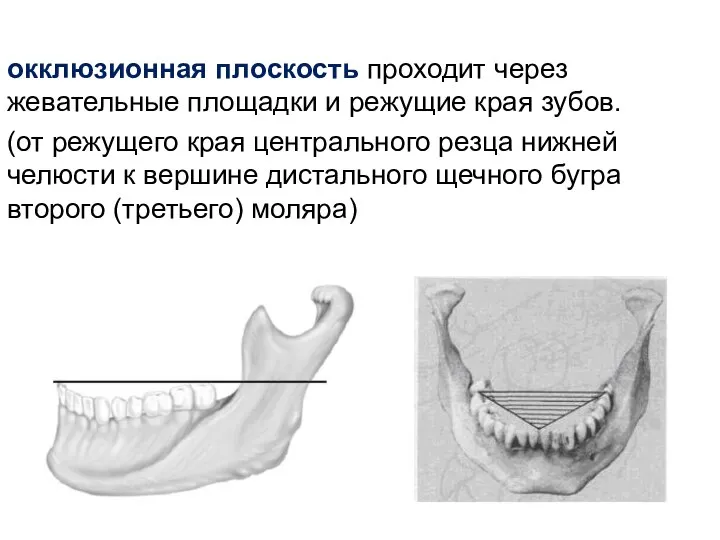 окклюзионная плоскость проходит через жевательные площадки и режущие края зубов. (от режущего