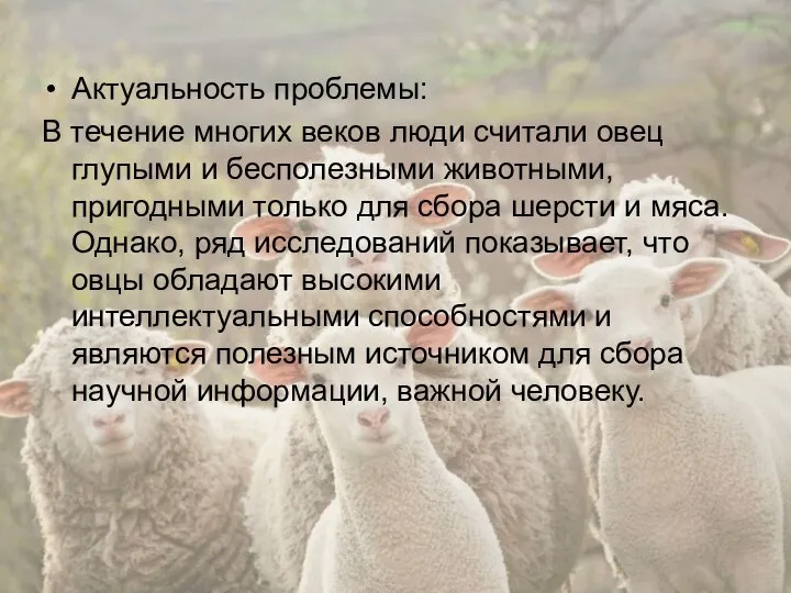 Актуальность проблемы: В течение многих веков люди считали овец глупыми и бесполезными