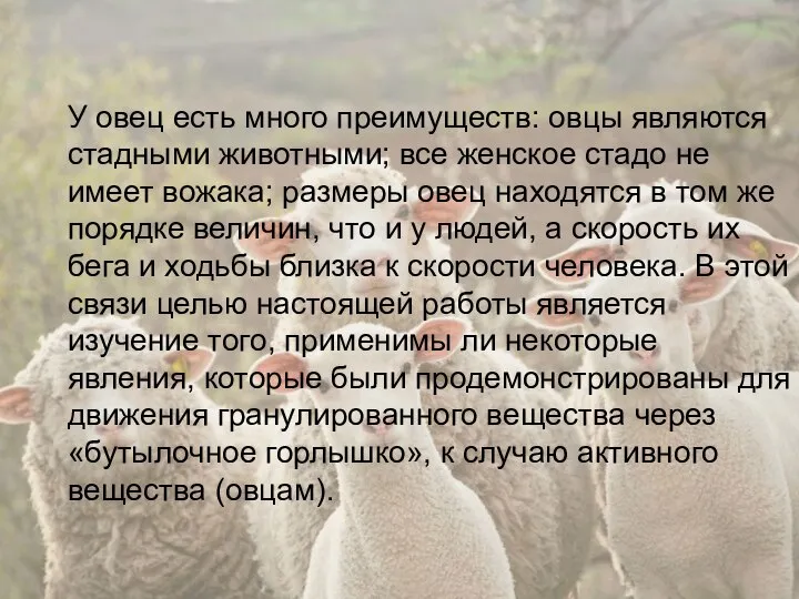 У овец есть много преимуществ: овцы являются стадными животными; все женское стадо