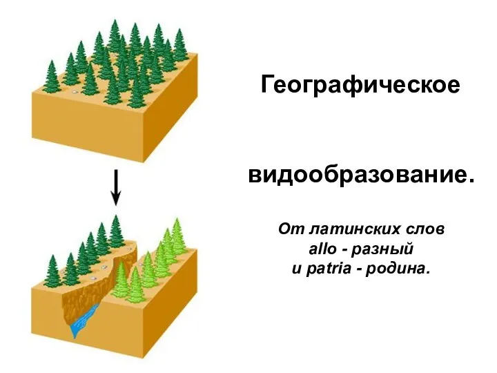 Географическое видообразование. От латинских слов allo - разный и patria - родина.