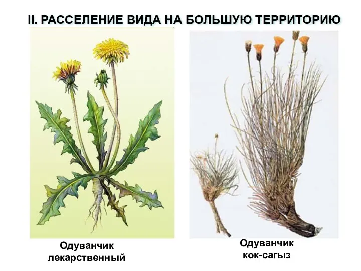 II. РАССЕЛЕНИЕ ВИДА НА БОЛЬШУЮ ТЕРРИТОРИЮ Одуванчик лекарственный Одуванчик кок-сагыз