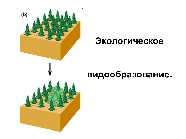 Экологическое видообразование.