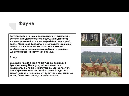 Фауна На территории Национального парка «Припятский» обитает 45 видов млекопитающих, 256 видов