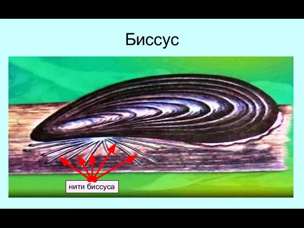 Биссус