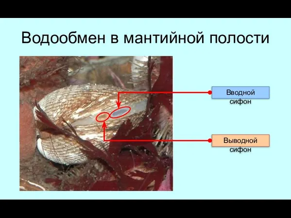 Водообмен в мантийной полости Вводной сифон Выводной сифон