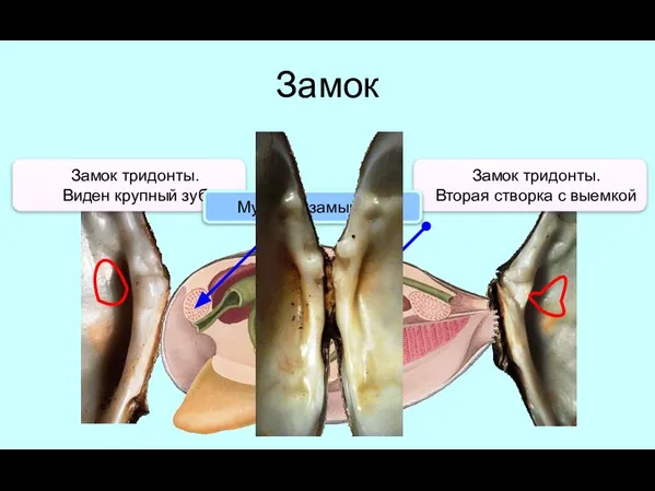 Замок Замок тридонты. Виден крупный зуб Замок тридонты. Вторая створка с выемкой