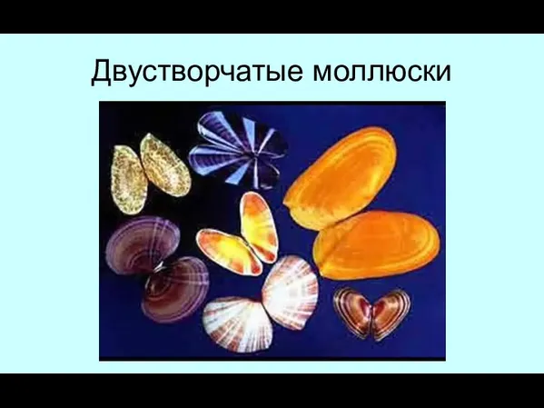 Двустворчатые моллюски