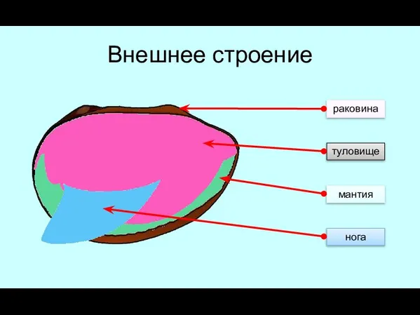 Внешнее строение