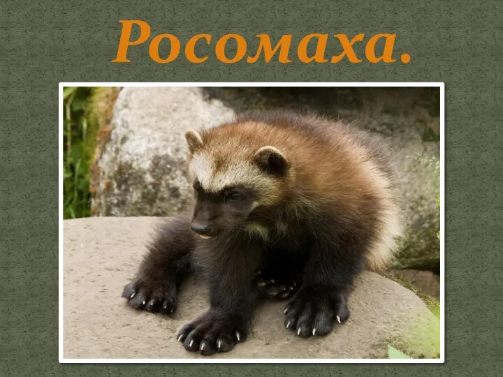 Росомаха.