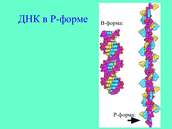 ДНК в Р-форме В-форма: Р-форма: